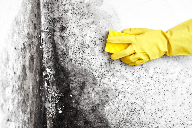 Best Kitchen Mold Remediation in East Highland Park, VA