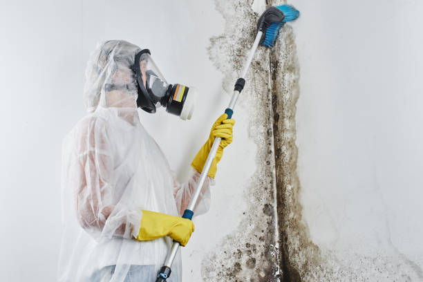 Best HVAC Mold Remediation in East Highland Park, VA