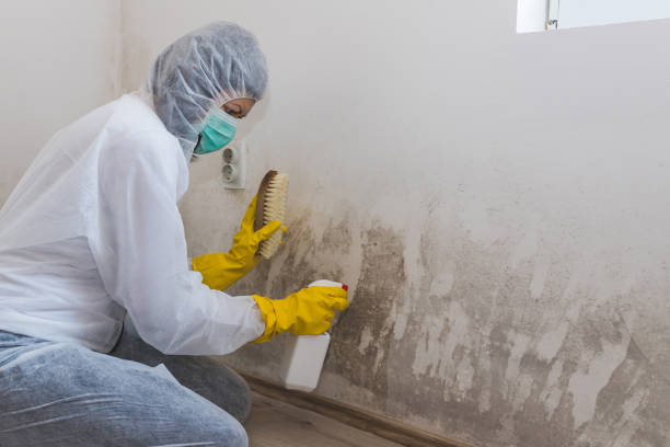 Best DIY Mold Remediation Support Services in East Highland Park, VA
