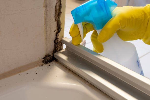 Best Attic Mold Remediation in East Highland Park, VA