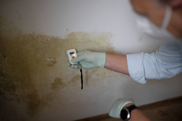 Best Health and Safety Mold Remediation in East Highland Park, VA