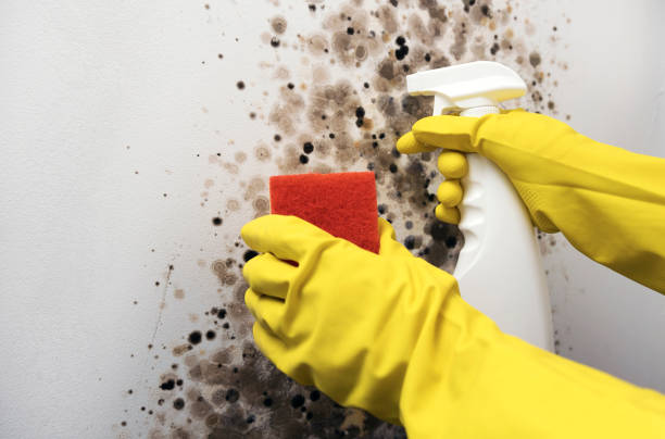  East Highland Park, VA Mold Removal Pros
