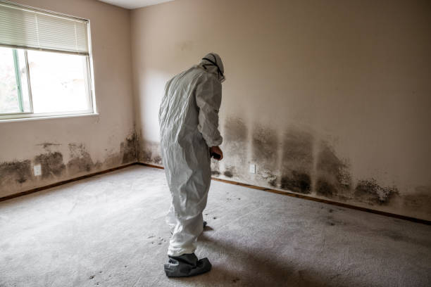 Best Mold Testing and Inspection Services in East Highland Park, VA