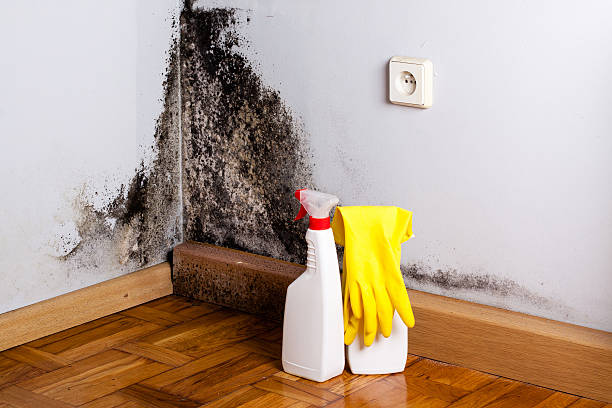 Best White Mold Remediation in East Highland Park, VA
