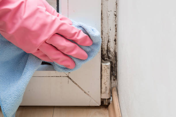 Best Residential Mold Remediation in East Highland Park, VA