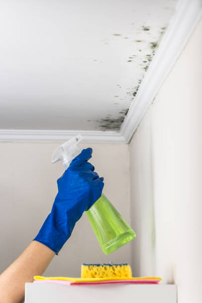 Reliable East Highland Park, VA Mold Remediation Solutions